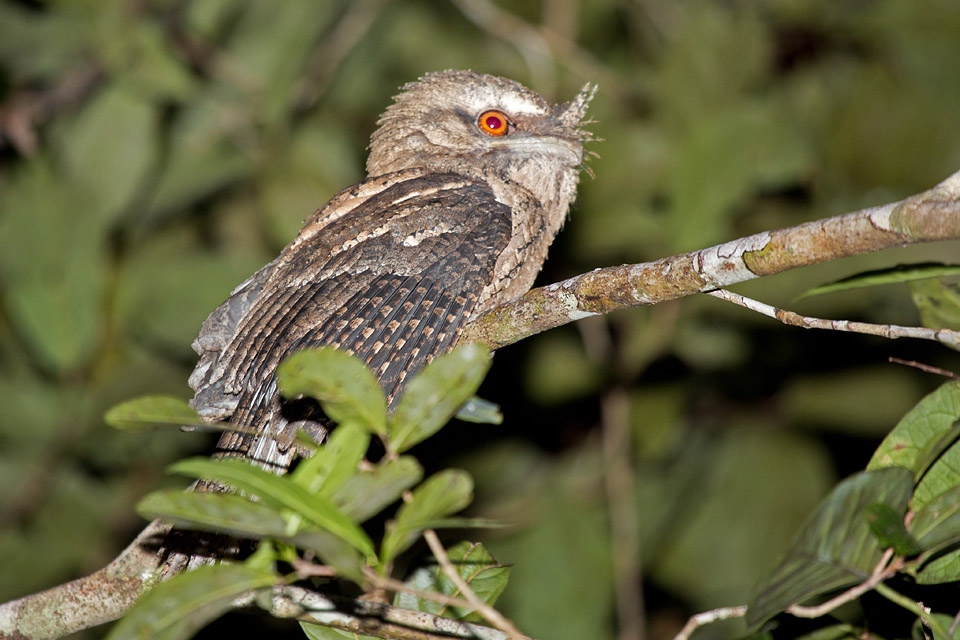 Marbled Frogmouth (Podargus ocellatus)